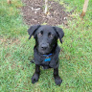 Meet your Posher, Ben